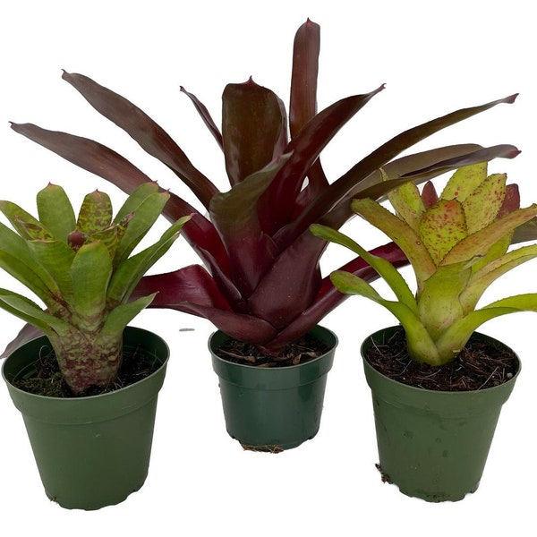 Neoregelia Vase Plant Collection - Bromeliad - 3 Plants in 4" Pots