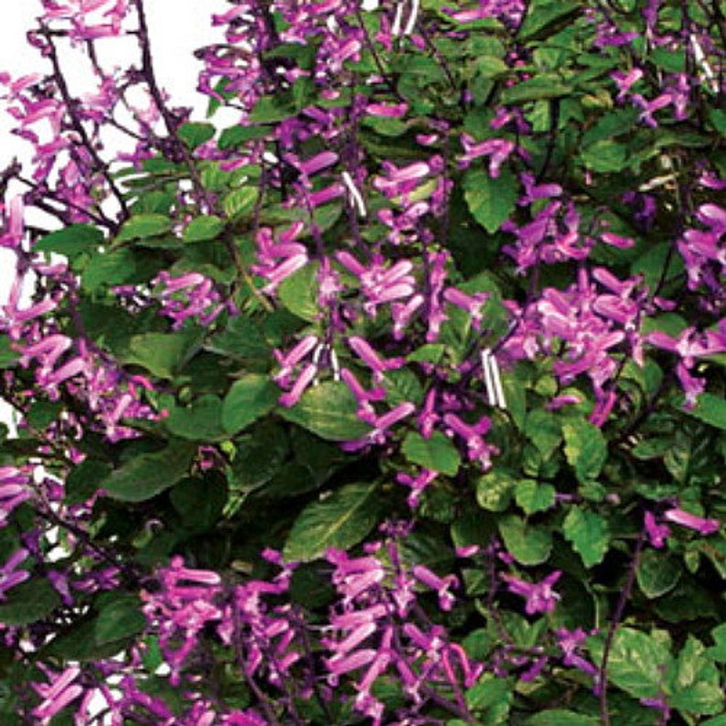 Red Swedish Ivy Plant Plectranthus hilliardiae Red Etsy