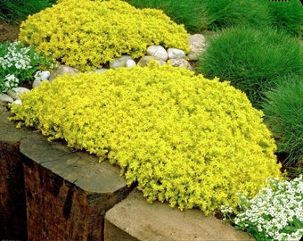 Goldmoss Sedum - Stonecrop Succulent - Sedum sexangulare - 2.5" Pot