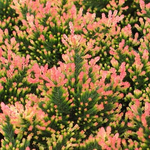 Spring Torch Scotch Heather - Calluna vulgaris - Hardy - 4" Pot