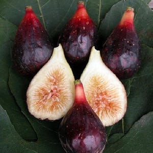 LSU Purple Edible Fig Plant - Ficus carica - 4" Pot
