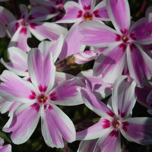 Candy Stripes Creeping Phlox Perennial -  Quart Pot - Live Plant