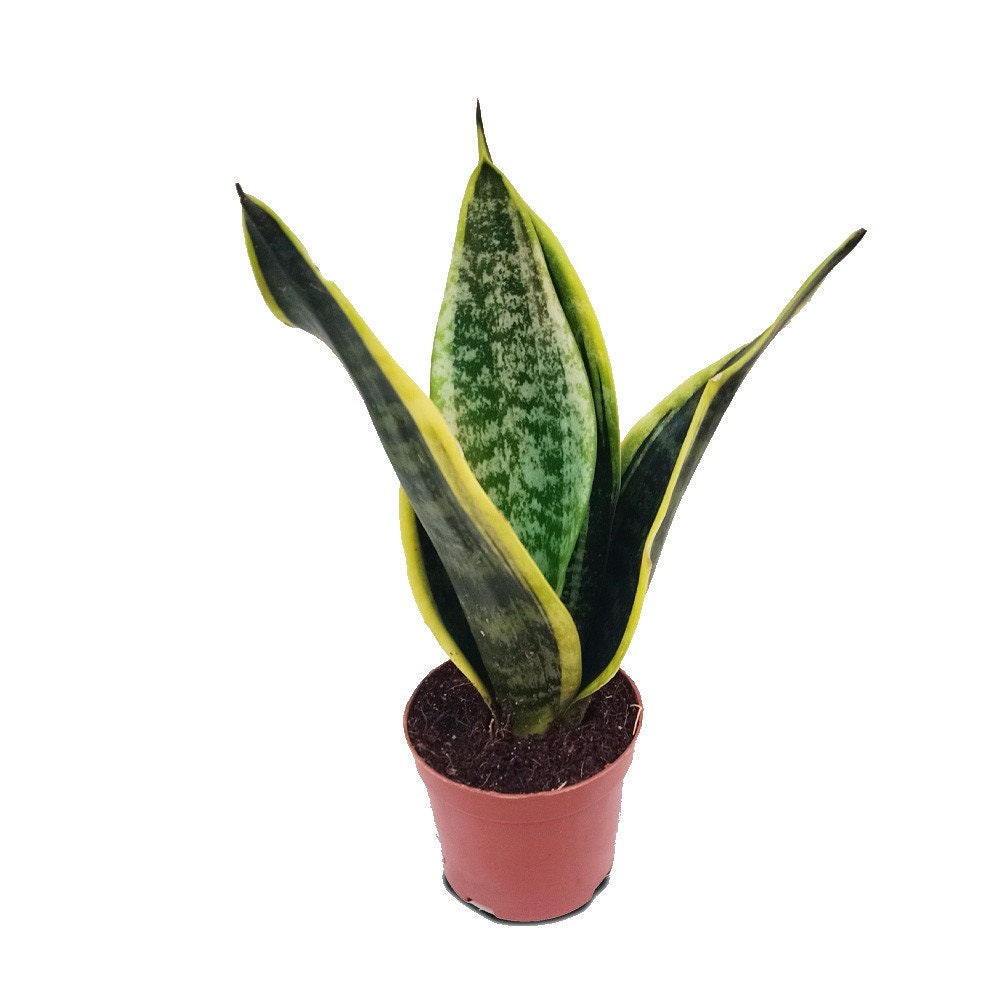 Laurentii Snake Plant - Sansevieria - Impossible to kill! - 4" P…