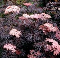 Black Lace® Elderberry - Sambucus - Proven Winners - 4" Pot