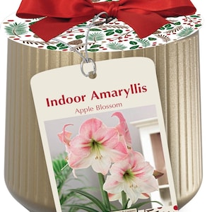 May include: A gold-colored, vertically ribbed container topped with a red satin bow and a festive holiday-themed paper lid. A rectangular tag hangs from the lid, featuring the text Indoor Amaryllis Apple Blossom and a photo of pink flowers.