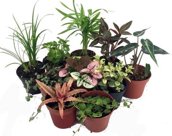 Terrarium & Fairy Garden Plants - 10 Plants in 2" pots