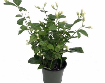 Ohio Grown Arabian Tea Jasmine Plant - Maid of Orleans - 4" Pot