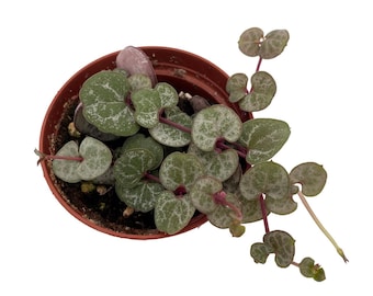 Silver Glory String of Hearts Vine - Ceropegia woodii Silver Glory- 2.5" Pot