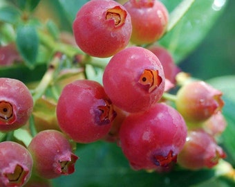 Pink Lemonade Blueberry Bush - Hot Pink Fruit - 2.5" Pot