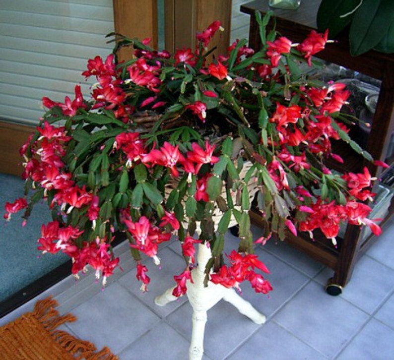 Hirt's Red Christmas Cactus Plant Zygocactus 4 Etsy