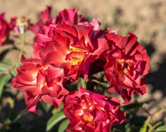 Cinco de Mayo Rose - 4" Pot - Mysterious Color Blending