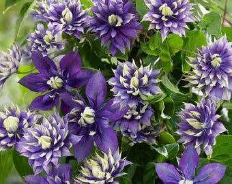Taiga Clematis Vine - Double Purple Blooms - 2.5" Pot - Blooms Summer Thru Fall