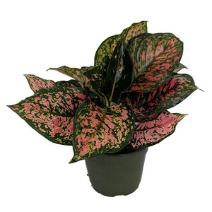 Red Valentine Chinese Evergreen Plant - Aglaonema - Grows in Dim Light - 6" Pot