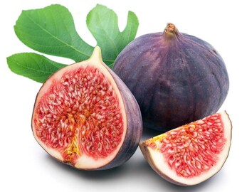 Hardy Chicago Edible Fig Plant - Ficus carica - 2.5" Pot - The Hardiest Fig