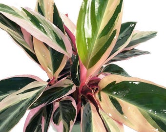 Tricolor Prayer Plant - Stromanthe triostar -  4" Pot - Live Plant