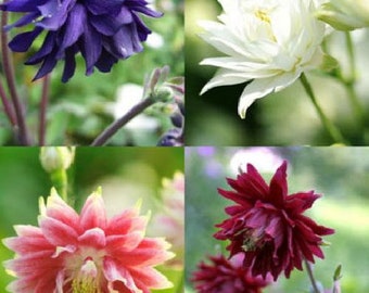 Barlow Mix Columbine - Aquilegia- Shade Perennial - 40 Seed