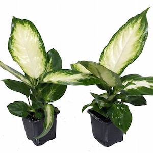 Camille Dieffenbachia - Very Durable - 2 Plants in 3" Pots