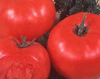 Beefsteak Tomato - 30 Seeds