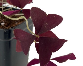 Ebony Allure Shamrock Plant - Dark Purple/Black Leaves - Oxalis - 2.5" Pot