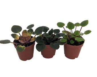 SALE Miniature African Violet - 3 Plants/2" Pot - Great for Terrariums