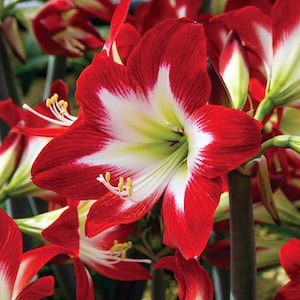 Tres Chic Amaryllis Bulb - 26/28cm Bulb