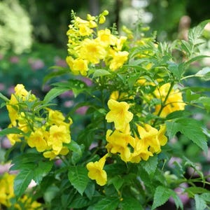 CHICKLET® Gold Trumpet Bush - Tecoma stans- Proven Winners - 4" Pot