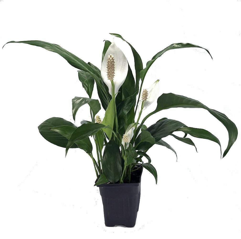 Zen Peace Lily Plant - Spathyphyllium - Great House Plant - 4" P…