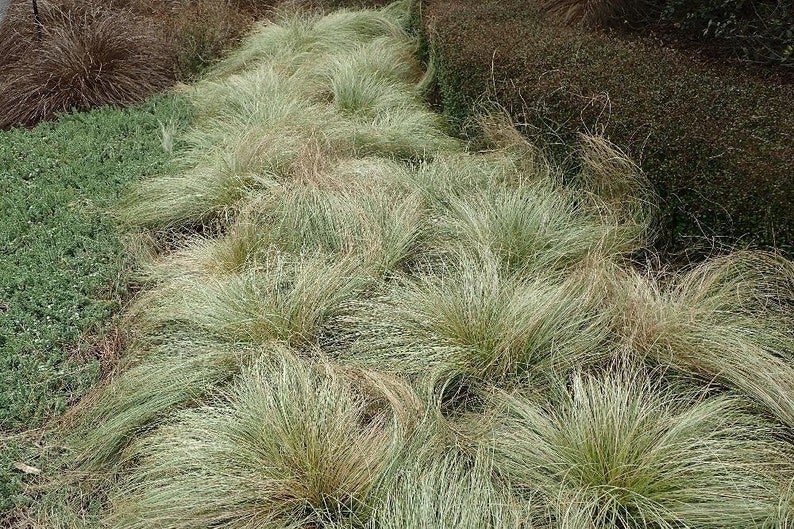Frosted Curls Sedge Grass Carex Comans 4 Pot Etsy