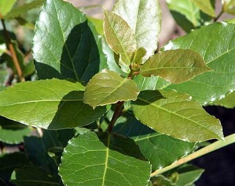 Hirt's Sweet Bay Laurel Herb - Laurus nobilis - Quart Pot