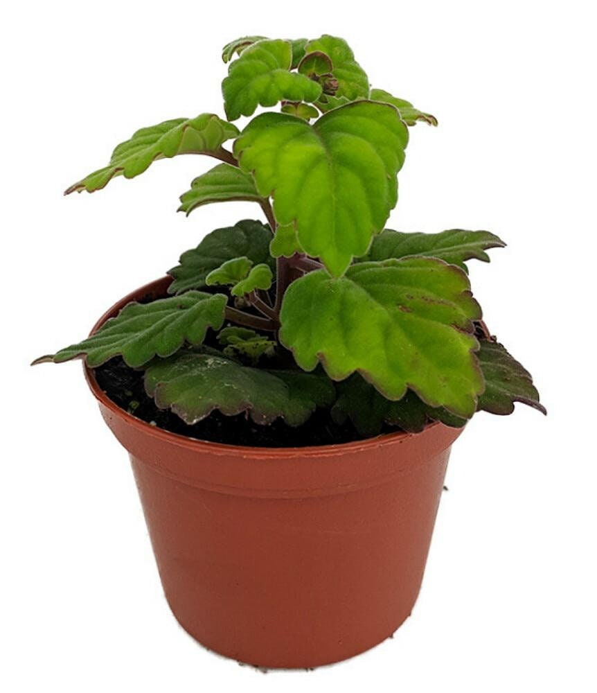 Zen Buddha Swedish Ivy - Plectranthus ernstii - 2.5" Pot - House…