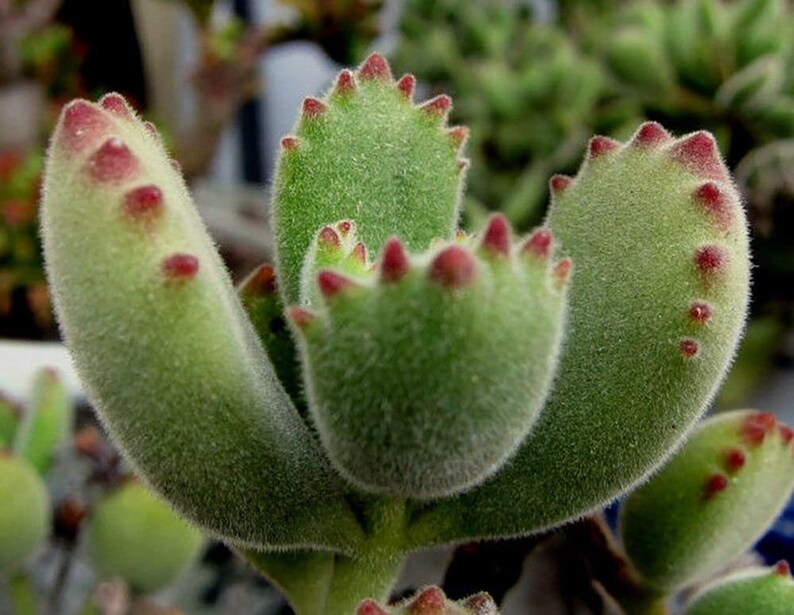 bear paw succulent singapore bear paw succulent singapore