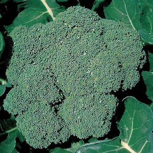 Premium Crop Broccoli Plant - 2.5" Pot - Heavy Yields/Great Taste