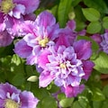 Piilu Clematis Vine - Heaviest Blooming Clematis - 2.5" Pot - Little Duckling