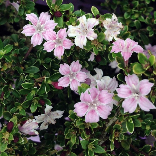 Pink Mountain Serissa Tree - 2.5" Pot - House Plant, Fairy Garden Plant, Bonsai