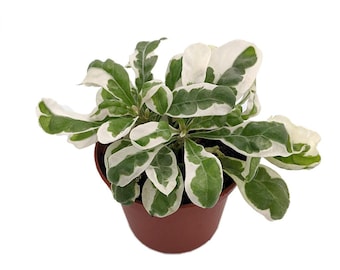 Planta de la capa blanca de San José - Alternanthera ficoidea - Maceta de 6,35 cm