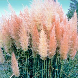 4 Pink Pampas Grass Plants - Cortaderia selloana rosea - 2.5" Pot