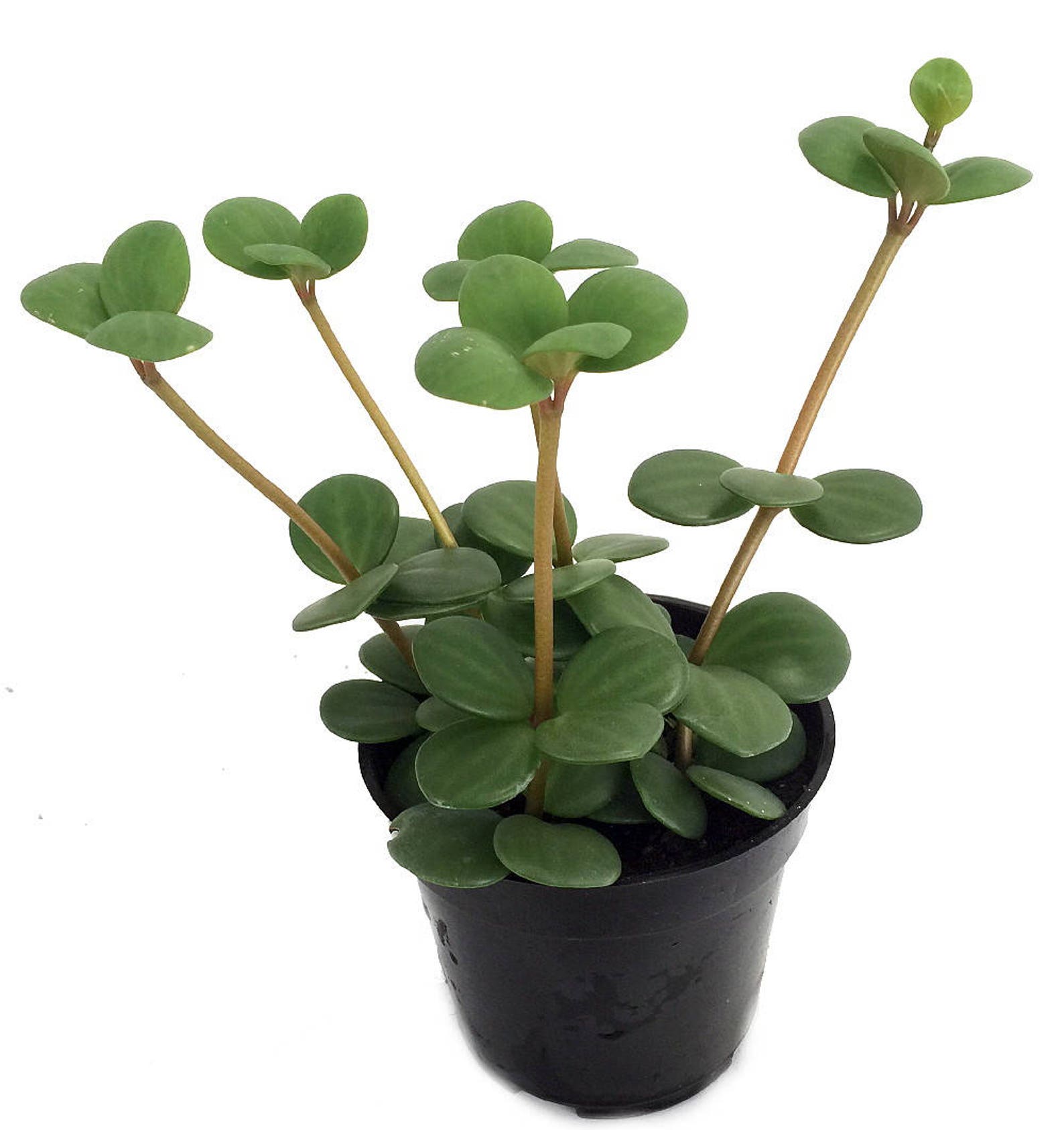Пеперомия houseplants