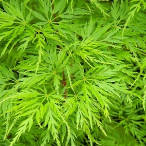 Seiryu Japanese Maple - Quart pot -Acer palmatum var. dissectum