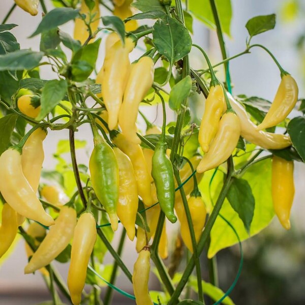 Lemon Drop Hot Pepper Plant - 2.5" Pot - Citrusy Heat