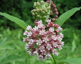 Common Milkweed - 20 Seeds - Asclepias Syriaca