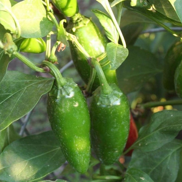 Mucho Nacho Jalapeno Pepper Plant - 2.5" Pot