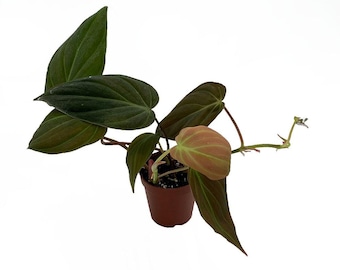 Rare Hirt's® Velvet Leaf Bronze Micans Vine -Philodendron- Easy - 2" Pot