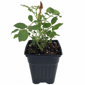 Julia Child Rose Bush - Butter Yellow - 4" Pot Bild 4