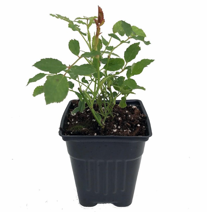 Julia Child Rose Bush - Butter Yellow - 4" Pot Bild 4