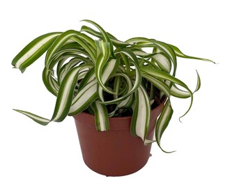 Bonnie Curly Spider Plant - Easy to grow Clean Air Plant - 2.5" Pot