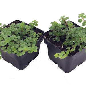 Large Leaf Baby Tears - Pilea depressa - 2 Plants 2&quot; Pots