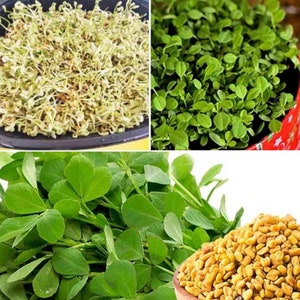 Fenugreek Sprouting Seeds 1oz - Edible Herb Plant/Microgreens