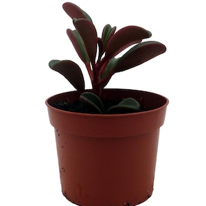 Ruby Glow Peperomia Plant - Peperomia graveolens - 2.5" Pot