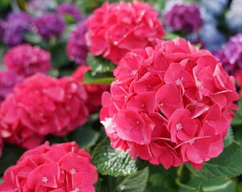 Wee Bit Giddy® Bigleaf Hydrangea - 4" pot - Proven Winners