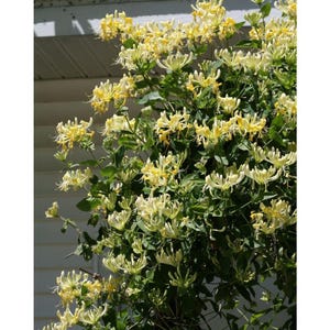 Scentsation Honeysuckle - Proven Winner - Lonicera - Very Fragrant - 4" Pot image 3